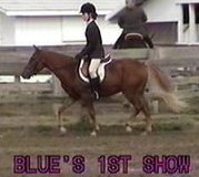 Blue in his first Walk/Trot Class
