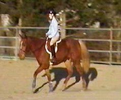 Blue with young rider