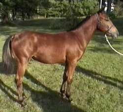 Skittles as a weanling